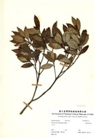 藏品(臺灣厚距花)的圖片